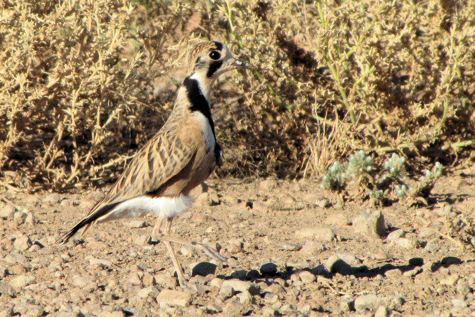 Inland Dotterel (Charadrius australis)